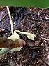 Something growing on our plants, Fungus maybe ...  | &laquo; previous thread