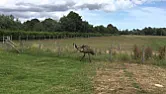 OK Who lost an Emu ???  | &laquo; previous thread