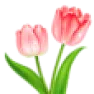 Fallen bullb bargain? |  (edited) Friends of Old Bulbs Gazette Old House Gardens, 536 ThirdSt., Ann...
