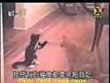 cats | &laquo; previous thread