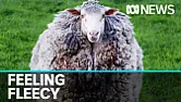 Australian lamb returns after 7 years.  |  Australian lamb returns after 7 years. From Canadian radio show, that the...