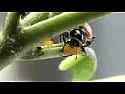 A new one on me: ants farming aphids below ground. |  g'day phorbin,yes this is a common symbiotic relationship which i at least...