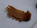 HVAC Techs Watch out for these things |  Have you ever heard of Puss Caterpillars? Nasty little...