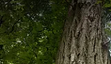 Edible chestnuts? | &laquo; previous thread