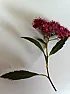 What is this Plant?  |  Hello all,I am new to this forum so please be gentle.I have this plant growing...