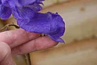 Is this a Delphinium  |  We have a plant which is supposed to be a delphinium but while theleaves are...