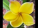 Video Of Plumerias Flowering In Chicago  |  The plumeria flowers in this video grown year-round indoors and outdoorsin...