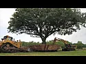 Moving 100 year old Oak  | http://www.youtube.com/watch_popup?v=BFTj0hM3DHM