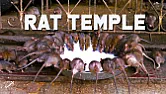 How quickly does a rat die in a typical rat trap  |  seconds. The odd time you'll find a trap that's moved a foot from where...