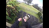 Backyard Wildlife  |  Do you have bird feeders in your backyard? Have any of the birds become tame...
