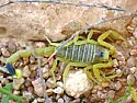What is this bug:  |  What do you call this bug:   It's green, maybe bright green, over an inch...
