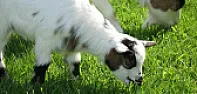 OT.   Goats as Fire Prevention  |   