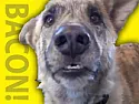 Totally Totally totally OT  |  But I just had to share one of my favorite YouTube videos. Torturing the dog....