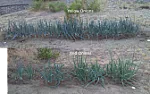 green onion experiment  |  Hi Songbird, That is a sweet offer. So far the Wally World onion marbles are...