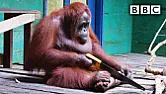 So Easy an Orangutan Can Do It  | &laquo; previous thread
