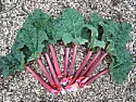 Rhubarb OK to eat in autumn? |  "JoeSpareBedroom"  wrote innews:GTwVi.20022$snipped-for-privacy@news01.roc.ny:...