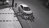 The dog caught the car. And won.  | next thread &raquo;