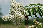 opinions on ornamental trees |  If you're not averse to large shrubs, some of which can bepruned to small...