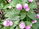 What kind of flower?  |  These plants are about a foot tall, the blooms look familiar but Ican't...
