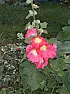Plant identification help  |  Hi All,I'm looknig for some help with identifying an enormous weed/plant...
