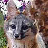 Roadkill question  | next thread &raquo;