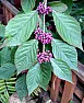My child just ate this plant. Is it OK?  |   Your photos lack enough details for accurate identification butyour bush...