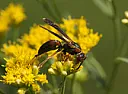 Help identifying a wasp please  |  I'm in Southern NH, current temp about 65, cool, breezy and storm on...