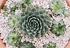 Transplanting Hens and Chicks |  If I have some hens and chicks flowering right now and want to take some of the...