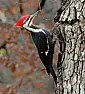 Woodpeckers | &laquo; previous thread