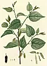 Blackberry tree? |  Well-- she went to the patient's house again today.    The patientgladly...