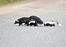 Re: carcase vs. carcass  | &laquo; previous thread