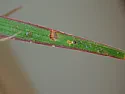 Dracaena marginata, in a sticky situation.  |  Hello all, I am new on here my Madagascar Dragon Tree is the only Iplant I have...