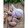 When to plant garlic?  |  Hi All,  Now this is all over the web, but I'd rather hear it from someone I...