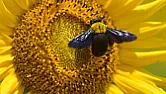 Why bees are finally getting a break  |  Why bees are finally getting a break By Isabelle Gerretsen, 5/6/20, BBC...