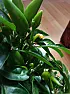 Chilli pepper pollinated flowers and fruits turn yellow and fall off |  Hello, my chilli peppers are indoor plants, usually kept in between 18-25°C...