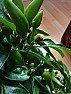 Chilli pepper pollinated flowers and fruits turn yellow and fall off