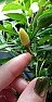 Chilli pepper pollinated flowers and fruits turn yellow and fall off