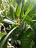 Chilli pepper pollinated flowers and fruits turn yellow and fall off