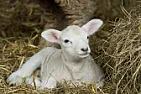 Wyoming Department of Health:  Don't Castrate Lambs With Teeth | next thread &raquo;