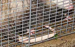 Caught another possum.... | &laquo; previous thread