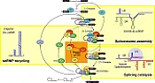 Fructose and Sucrose  |  In article , Billy  wrote: I'm old fashioned and think soda pop is a real...