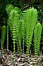 Help with weeds  |  Your herbs aren't completely maintenance free.  They require regularcare and...