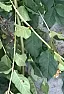Tree growing through bushes!  |  Can't ID it but it's small, dig it out by its roots... plant it...