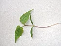 Weed Identification  |  Hello, I have a weed in my garden which I am struggling to identify. Iwould like...