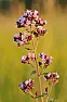 official site to look up the scientific names of plants | next thread &raquo;