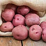 WTB: Fruit Trees in Minnesota  |  Hello, Five years ago I was walking through a K-Mart temp nursery andfound a...