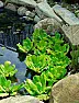Pond liners  |  In message     snipped-for-privacy@googlegroups.com,     ...