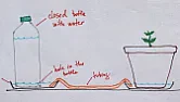 Watering pot plants when on holiday  |  Is this likely to work.  I have around 36 x 3 inch pot plants with  seedlings. I...