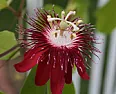 Advice on which type of Passion Flower to go for?  |  I don't think it's that bad.I'm in Central NJ.We had a Passion...