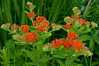 Butterfly weed  |  I would wait until spring, because butterfly weed (Asclepias tuberosa) can be a...